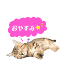 トラちゃん★⭐︎（個別スタンプ：3）
