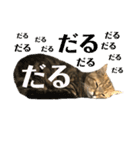 トラちゃん★⭐︎（個別スタンプ：5）