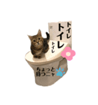 トラちゃん★⭐︎（個別スタンプ：6）
