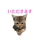 トラちゃん★⭐︎（個別スタンプ：8）