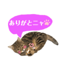 トラちゃん★⭐︎（個別スタンプ：9）