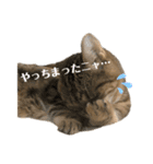トラちゃん★⭐︎（個別スタンプ：10）