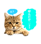 トラちゃん★⭐︎（個別スタンプ：11）