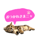 トラちゃん★⭐︎（個別スタンプ：12）