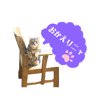 トラちゃん★⭐︎（個別スタンプ：13）