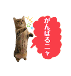 トラちゃん★⭐︎（個別スタンプ：14）
