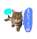 トラちゃん★⭐︎（個別スタンプ：20）