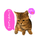 トラちゃん★⭐︎（個別スタンプ：23）