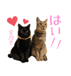 趣味で自己満スタンプ（個別スタンプ：5）