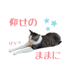趣味で自己満スタンプ（個別スタンプ：11）