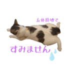 趣味で自己満スタンプ（個別スタンプ：13）