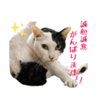 趣味で自己満スタンプ（個別スタンプ：15）