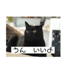 白と黒猫（個別スタンプ：7）