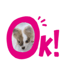 うちの子はゆず！！（個別スタンプ：1）