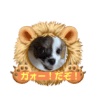 うちの子はゆず！！（個別スタンプ：3）