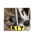 うちの子はゆず！！（個別スタンプ：4）