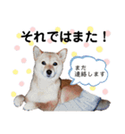 トモキとイブキ②（個別スタンプ：39）