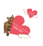 ねこのぽぽちゃん【バレエすたんぷ】（個別スタンプ：1）
