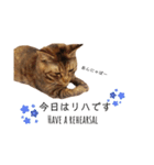 ねこのぽぽちゃん【バレエすたんぷ】（個別スタンプ：3）