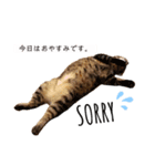 ねこのぽぽちゃん【バレエすたんぷ】（個別スタンプ：4）
