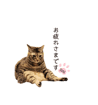 ねこのぽぽちゃん【バレエすたんぷ】（個別スタンプ：5）