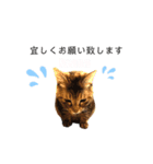 ねこのぽぽちゃん【バレエすたんぷ】（個別スタンプ：6）