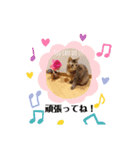 ねこのぽぽちゃん【バレエすたんぷ】（個別スタンプ：8）