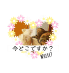 Fあにまるず（個別スタンプ：7）