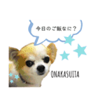 Fあにまるず（個別スタンプ：10）