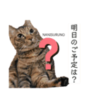 Fあにまるず（個別スタンプ：12）