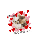 Fあにまるず（個別スタンプ：13）