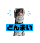 I AM 一樹（個別スタンプ：29）