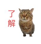 魚屋さんの猫店長1（個別スタンプ：2）