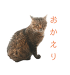 魚屋さんの猫店長1（個別スタンプ：7）