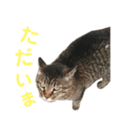 魚屋さんの猫店長1（個別スタンプ：8）