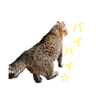 魚屋さんの猫店長1（個別スタンプ：10）