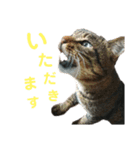 魚屋さんの猫店長1（個別スタンプ：11）