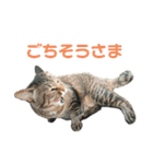 魚屋さんの猫店長1（個別スタンプ：12）