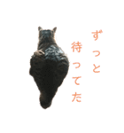 魚屋さんの猫店長1（個別スタンプ：13）