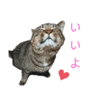 魚屋さんの猫店長1（個別スタンプ：16）