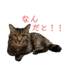 魚屋さんの猫店長1（個別スタンプ：21）