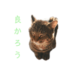 魚屋さんの猫店長1（個別スタンプ：22）