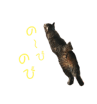 魚屋さんの猫店長1（個別スタンプ：24）