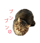 魚屋さんの猫店長1（個別スタンプ：25）