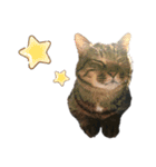 魚屋さんの猫店長1（個別スタンプ：31）