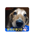 我が家のワンコさん（個別スタンプ：1）