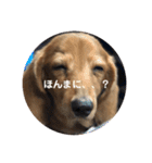 我が家のワンコさん（個別スタンプ：3）