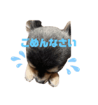 我が家のワンコさん（個別スタンプ：9）