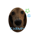 我が家のワンコさん（個別スタンプ：13）