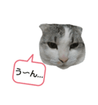 たいがちゃん❤︎(2)（個別スタンプ：1）